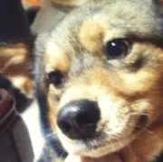 はなちゃんの画像