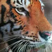 BIG６の画像