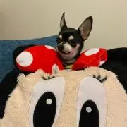 プルオン ちゃん