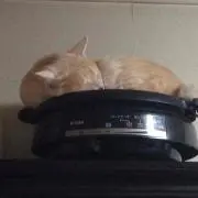 たなかまるり プロフ必読