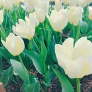RITORU。の画像
