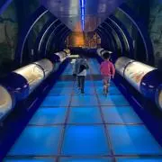 ariの画像