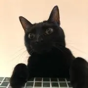 黒猫の画像