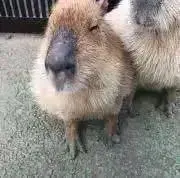 tkの画像