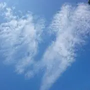 さくらの画像