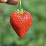 いちご杏仁の画像