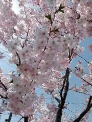 そららの画像