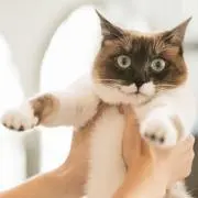 もとの画像