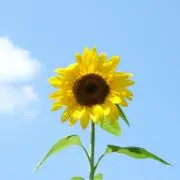 Nonの画像