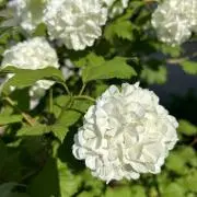 スノーボールの画像