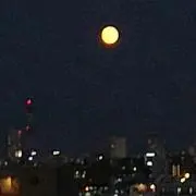 わたこっくの画像