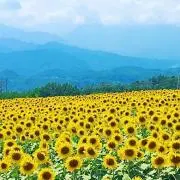sunflower seedsの画像