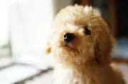 しまうまの画像