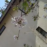 よっちゃんの画像