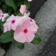 mahaloの画像