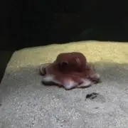 マョの画像