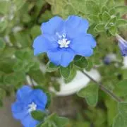 じぇー