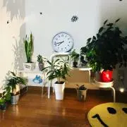 ダージリン