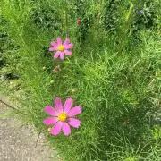 yosicossの画像