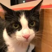 ハチワレにゃんこの画像