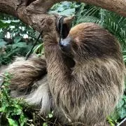 アリエルの画像