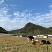 ブンバの画像