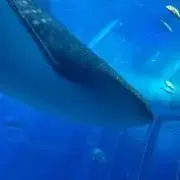 さっちゃんの画像