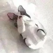あきたこまちの画像