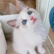 Alexの画像