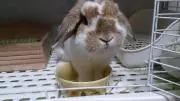 ベケット
