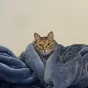 エルエフ