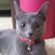 しんごパパ