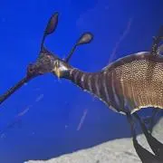 たつのこ