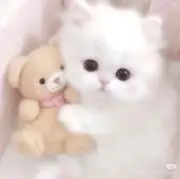 Aの画像