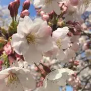 mintの画像