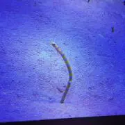 チンアナゴの画像