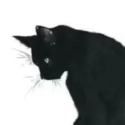 柊の画像