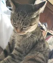 ネロの画像