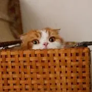 ばーどの画像