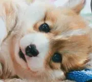 かなかな？の画像