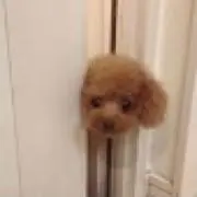 くまみの画像