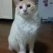 たいパパ