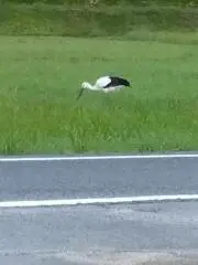 リリー＆コウの画像