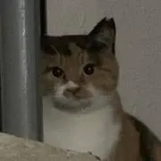 なめこの画像