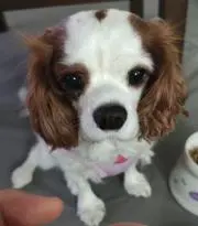ゆも