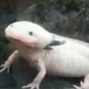 m.asr