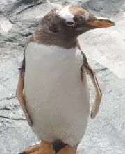 ミルクー
