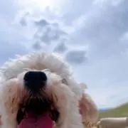 moの画像