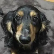 みるく@8/10～16まで発送不可ですの画像