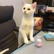 ゆきみたんの画像